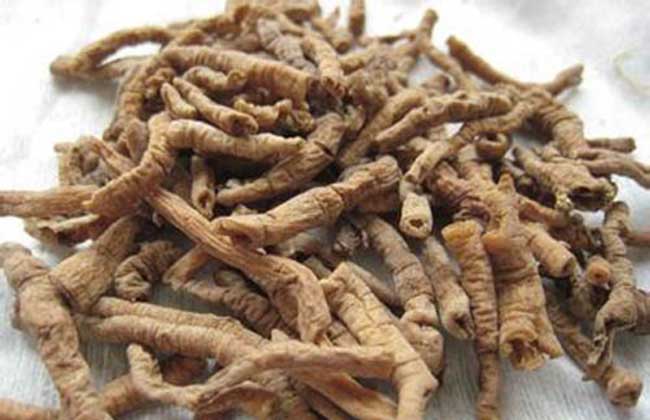 制远志-远志的功效与作用及禁忌  第2张