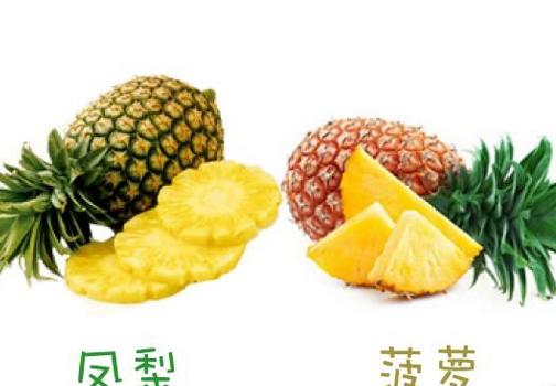 凤梨和菠萝的区别，6大不同之处在哪里  第1张